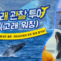 【2025년 최신판】오키나와 렌터카와 함께 떠나자! 멋진 크루즈 관광! 고래 관찰 투어 완벽 가이드