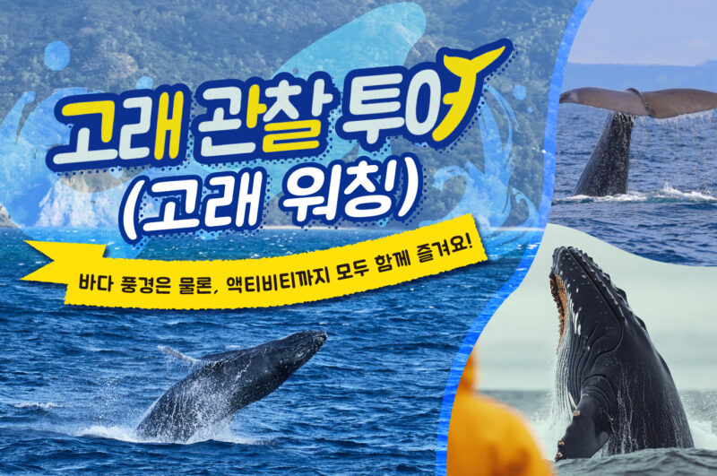 【2025년 최신판】오키나와 렌터카와 함께 떠나자! 멋진 크루즈 관광! 고래 관찰 투어 완벽 가이드